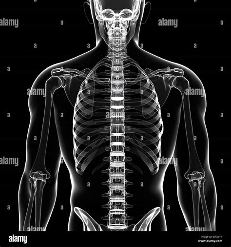 Human Skeleton Artwork Stock Photo Alamy