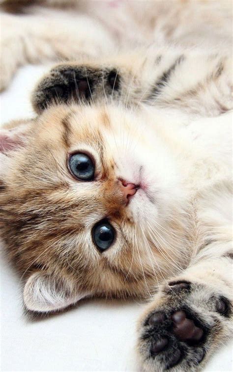 Cute Cats Images Very Cute Cat And Kitten Picture Cute White Brown