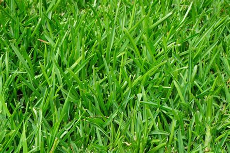 What Are The Functional Traits Of Turfgrass The Turfgrass Group Inc