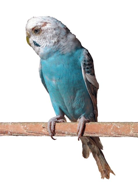 Budgerigar Parrot Budgerigar Home Nature Animal Feathered Png