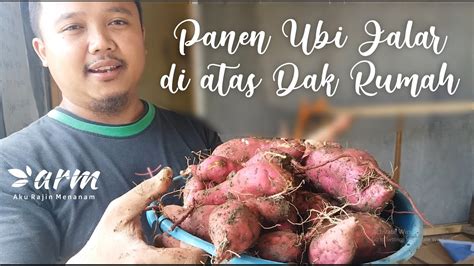 Panen Ubi Jalar Di Atas Dak Rumah Ii Harvesting Sweet Potatoes On The