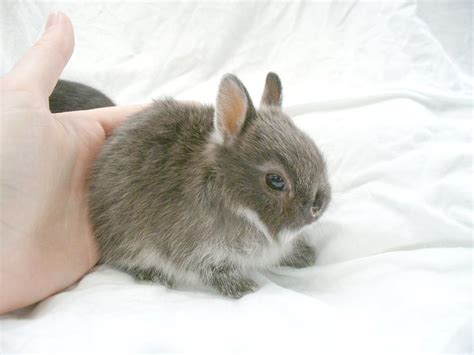 40 Best Netherland Dwarf Rabbits Images On Pinterest Mini Lop Rabbit