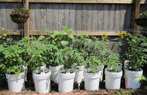 Top 5 Five Gallon Bucket Ideas Bucket Gardening Survival Gardening