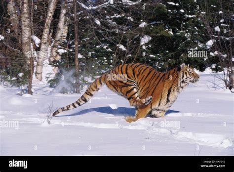 White Tiger Snow High Resolution Stock Photography And Images Alamy
