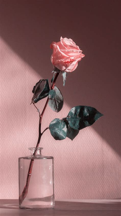 Rose Aesthetic Roses Flower Aesthetic Pastel Pink Aesthetic