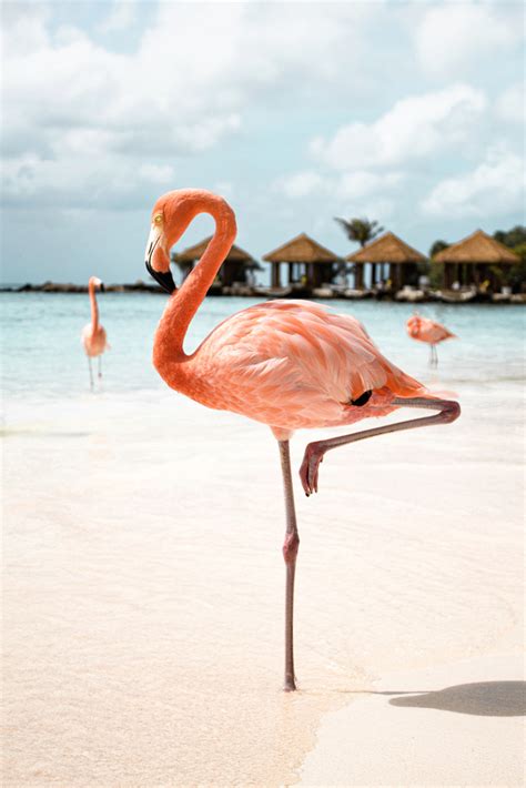 Pink Flamingo On The Beach Aruba Tropical Travel Photography By