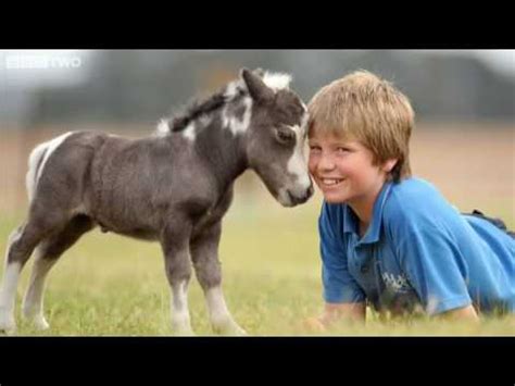 worlds smallest horse graham norton show bbc  youtube
