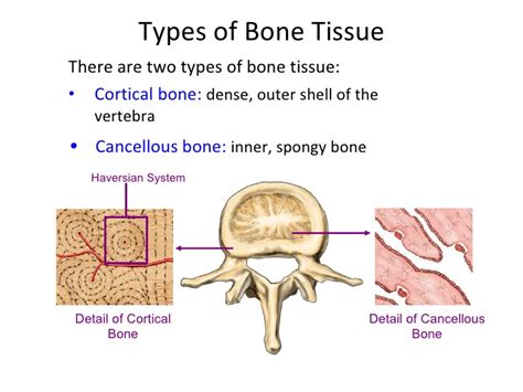 Vertebrae Are Examples Of What Type Of Bones Socratic