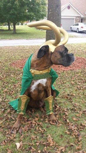 Loki Dog Costume Cute Pic Jaime Boxer Dogs Loki Dog Dog Halloween