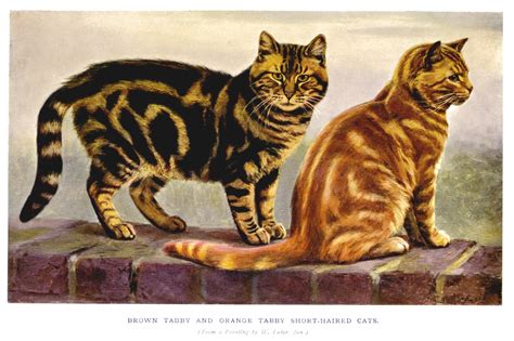 Cats Vintage Art Illustration Free Stock Photo Public Domain Pictures