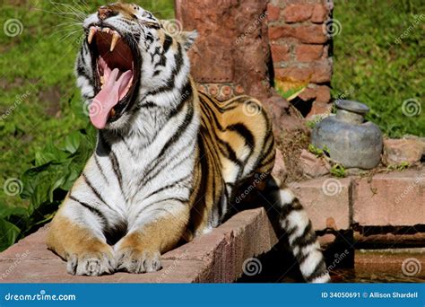 Tiger Showing Teeth On Ledge Stock Image Image Of Ledge Teeth 34050691