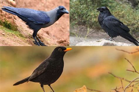 Blackbird Vs Crow Vs Raven Five Main Differences Explained