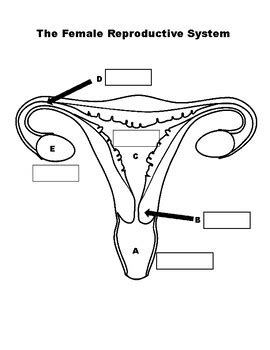 Blank Female Reproductive System Diagram General Wiring Diagram Sexiz Pix