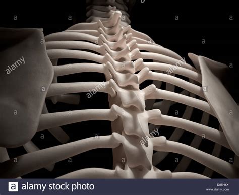 Keressen human skeleton system rib cage anatomy témájú hd stockfotóink és több millió jogdíjmentes fotó, illusztráció és vektorkép között a shutterstock gyűjteményében. Digital medical illustration: Human spine and ribcage (skeleton Stock Photo, Royalty Free Image ...