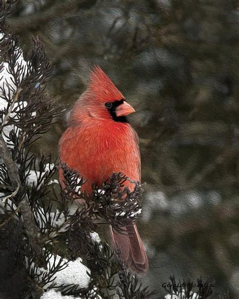 Male Cardinal On A Snowy Branch By Gerald Marella Beautiful Birds