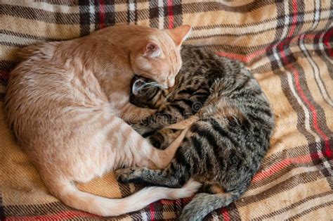 Two Sweet Fluffy Tabby Cats Hugging With Paws On Plaid Blanket Stock