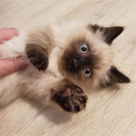 Scottish Kilt Kittens Munchkin Fold