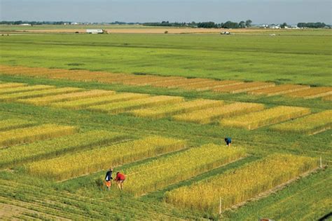 Scaling Up Small Size Crop Research Plots To Your Field