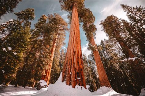 How To Visit Kings Sequoia National Park In The Winter Travel Guide