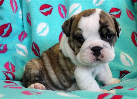 Being recognized by the akc in 1886, the breeds' original use was bull baiting, an activity later ruled as inhumane and made illegal. English Bulldog Puppies for sale Pretoria South Africa