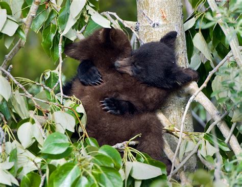 Black Bear Cubs Hug It Out While Wrestling In A Cottonwood Tree