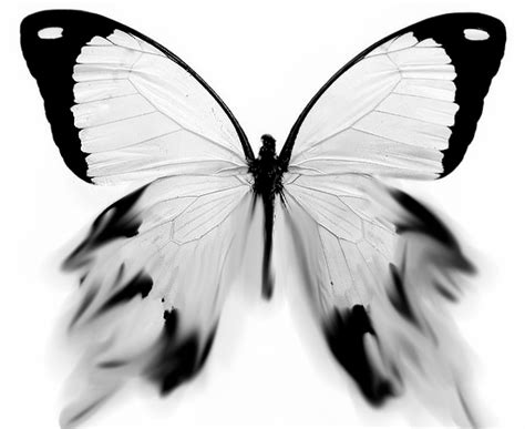 Living A Life In Flower Butterfly Black And White White Butterfly
