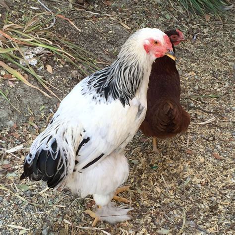 Light Brahma Hen Or Rooster Backyard Chickens Learn How To Raise