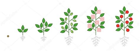 Plant Growth Stages Infographic Seedling Budding Flowering And Fruit