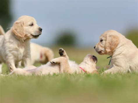 Tips For Safe Play Between Humans And Puppies American Kennel Club