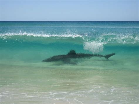 Shark In Fraser Island Australia Surfing Is Not Really Safe There 1