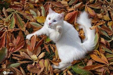 1 土耳其里拉 = 0.8351 人民币. 土耳其雪白梵猫双眼异色瞳美呆了 将参加喵星人选美大赛