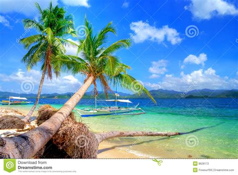 Pure tropics stock photo. Image of palm, nido, nature - 8628172