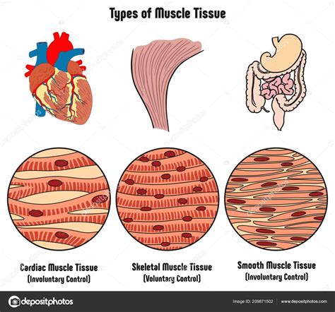 Some muscles (skeletal muscles) will not contract unless stimulated by neurons; Different kinds of tissues in the human body. Types of ...