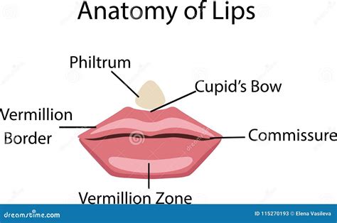 Anatomy Of Lips Vector Illustration Stock Vector Illustration Of