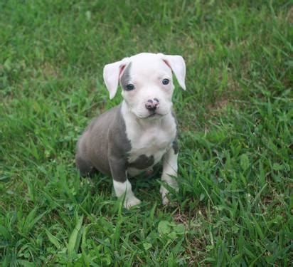 It has a lot of stamina and makes a good watchdog. Blue UKC PURPLE RIBBON AMERICAN PITBULL PUPPIES for Sale in Martinsburg, West Virginia ...