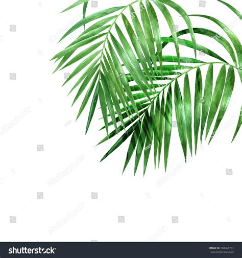 Watercolor Palm Leaves On White Background Stock Illustration 768664783