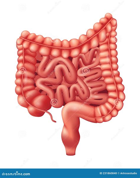 Human Intestines Organ Human Organs Collection Realistic Vector