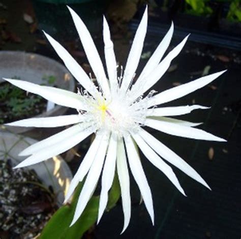 We found one dictionary with english definitions that includes the word queen of the night cactus: Epiphyllum oxypetalum Queen of the Night Cactus | Top ...