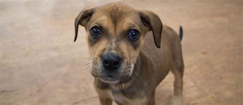 However, what makes the catahoula leopard dogs strikingly beautiful than other dog breeds is not their title; Cowboy with Sasquatch Catahoulas - Catahoula Cur ...
