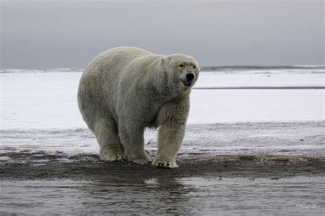 Polar Bears Win Huge Swath Of Alaska Polar Bear Polar Bear