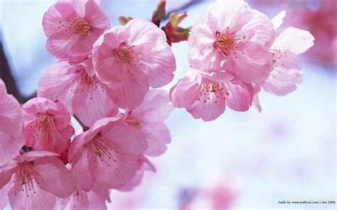 Sakura Flower On Greepx Japan Flowers Hd Wallpaper Pxfuel