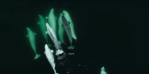 Drone Video Shows Narwhal Adopted By Beluga Whales