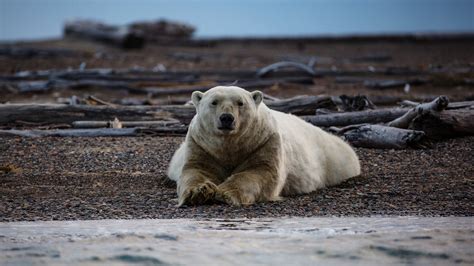 Drilling In The Arctic Questions For A Polar Bear Expert The New