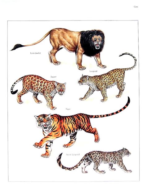Wild Cats Print Lion Jaguar Leopard Tiger Snow Leapoard Etsy