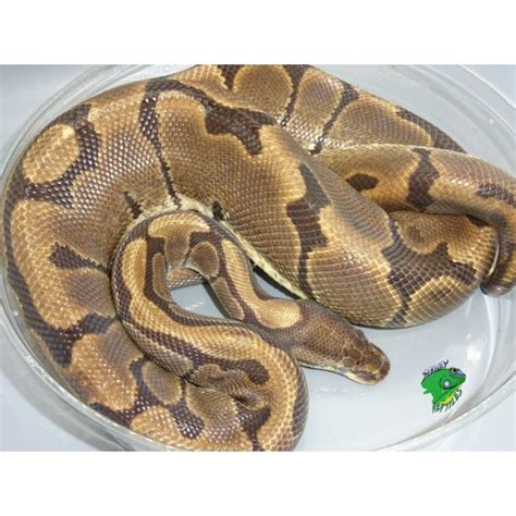 Woma Ball Python Adult Female Strictly Reptiles Inc