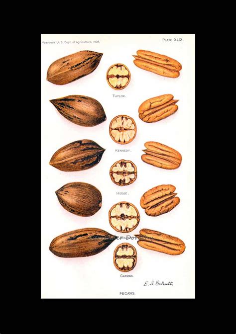 Pecan Varieties 1908 Usda Field Trial Botanical Illustrati Flickr