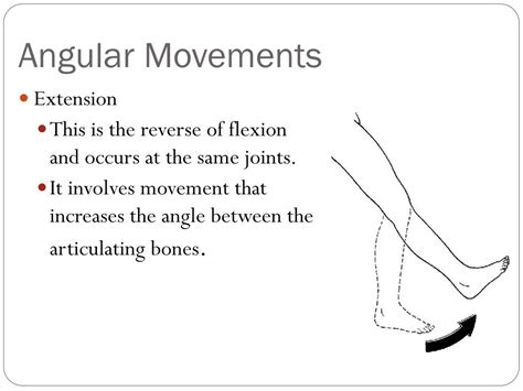 Ppt Anatomical Directions And Movements Powerpoint Presentation Id
