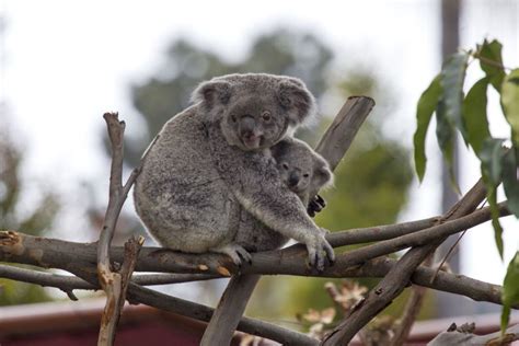 The San Diego Zoo Koala Loan Program Zoo With Us