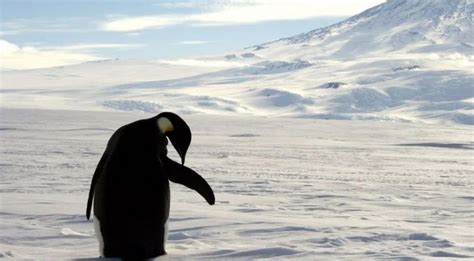 Global Warming Is Melting Emperor Penguin Ice Colonies Putting Them On The Path To Extinction