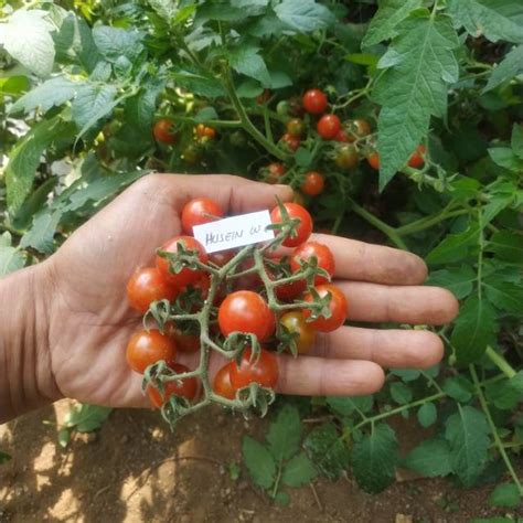 Jual Bibit Benih Biji Tomat Ceri Tomat Cery Lokal Asli Indonesia